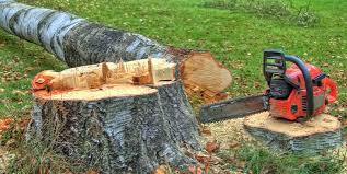 Trusted Omega, GA Tree Care Experts