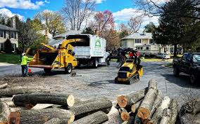 Best Tree Removal  in Ome, GA