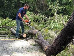 Best Tree Trimming and Pruning  in Ome, GA