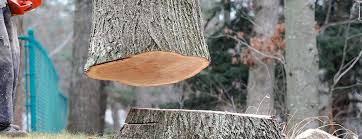Best Storm Damage Tree Cleanup  in Ome, GA
