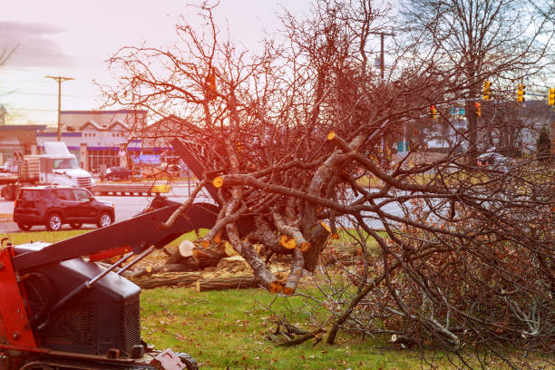 Best Tree Risk Assessment  in Ome, GA