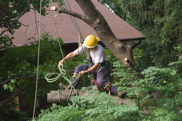 Best Tree Cabling and Bracing  in Ome, GA