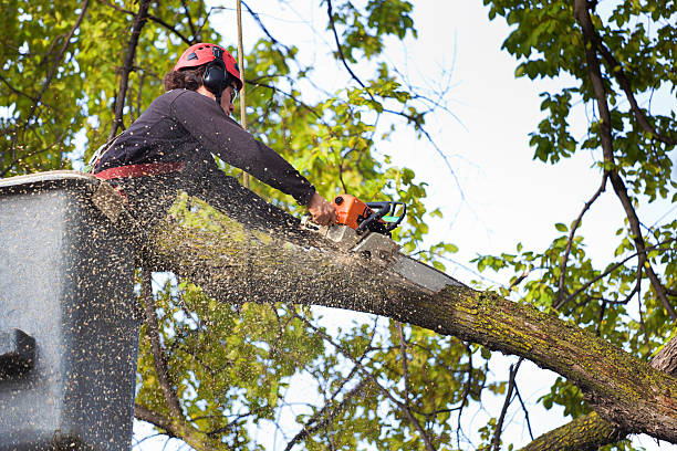 Best Emergency Tree Removal  in Ome, GA