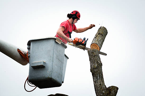 Best Tree Preservation Services  in Ome, GA