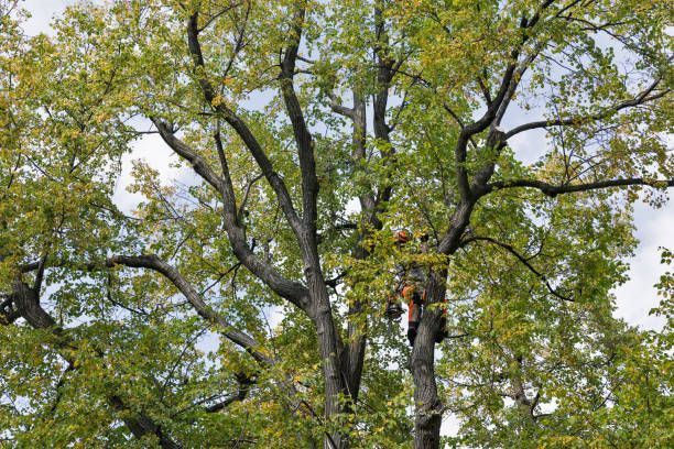 Best Tree and Shrub Care  in Ome, GA